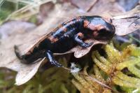 Salamandra salamandra