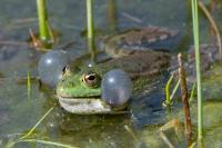Pelophylax kl. esculentus