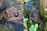 Bufo bufo