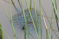 Rana dalmatina