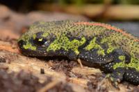 Triturus marmoratus