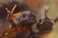 Triturus cristatus