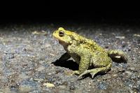 Bufo bufo