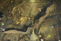 Triturus cristatus