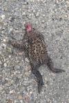 Bufo spinosus