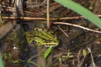 Pelophylax
