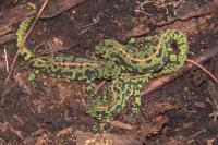 Triturus marmoratus
