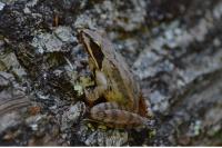 Rana dalmatina
