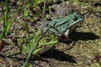 Pelophylax kl. esculentus