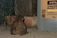 Bufo bufo