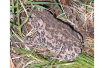Epidalea calamita