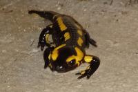 Salamandra salamandra