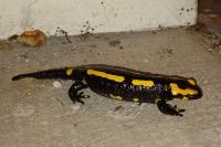 Salamandra salamandra
