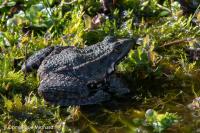 Pelophylax kl. esculentus