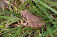 Rana dalmatina