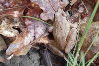 Rana dalmatina