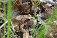 Rana dalmatina