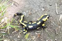 Salamandra salamandra