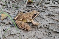 Rana dalmatina