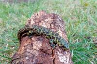 Triturus marmoratus