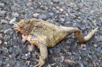 Bufo
