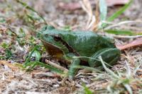 Rainette verte 