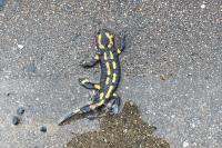 Salamandra salamandra