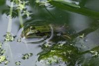 Pelophylax kl. esculentus