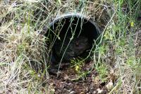 Bufo bufo