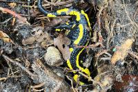 Salamandra salamandra