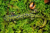 Triturus marmoratus