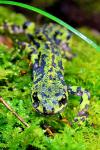 Triturus marmoratus