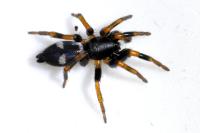 Kishidaia conspicua
