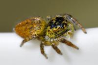 Carrhotus xanthogramma