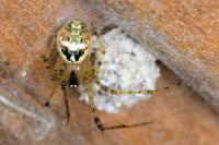 Platnickina tincta