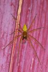 Cheiracanthium