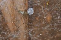 Holocnemus pluchei