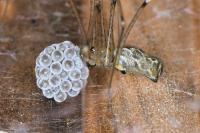 Holocnemus pluchei