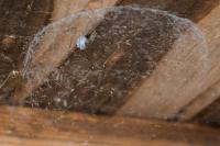 Holocnemus pluchei