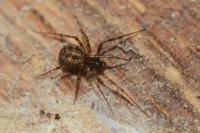 Lepthyphantes minutus