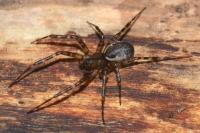 Neriene montana