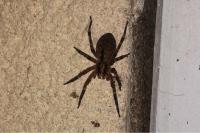 Zoropsis spinimana