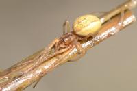Pachygnatha clercki
