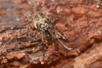 Metellina merianae