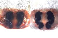 Coelotes atropos