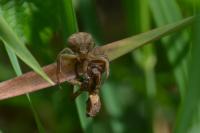 Xysticus