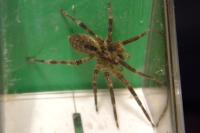 Zoropsis spinimana