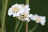 Misumena vatia