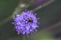 Synema globosum