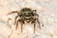 Pseudeuophrys erratica